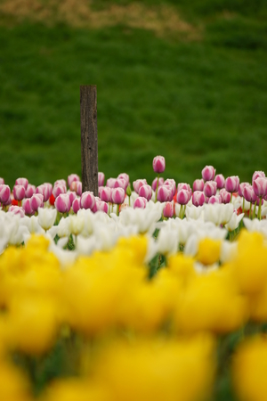 Tulipの写真素材