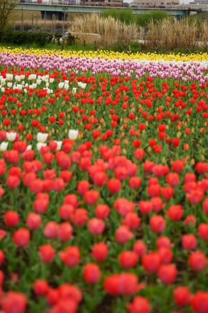Tulipの写真素材