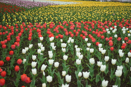 Tulipの写真素材