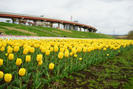 Tulipの写真素材