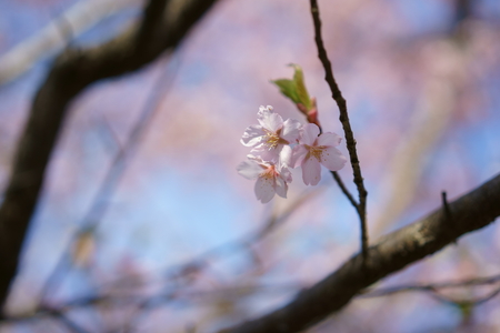 Cherry treeの写真素材