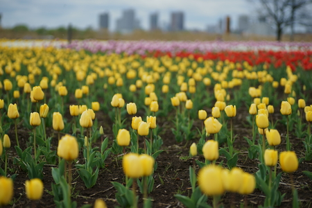 Tulipの写真素材