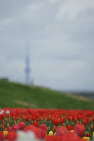 Tulipの写真素材