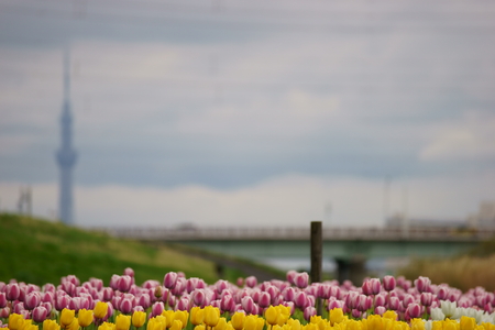 Tulipの写真素材