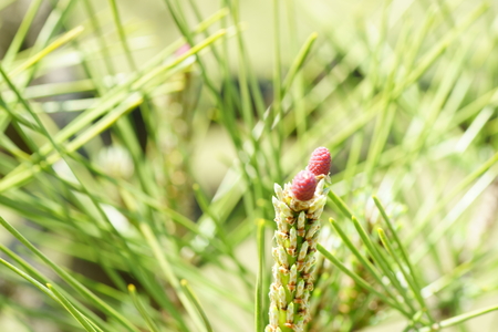 Pine tree