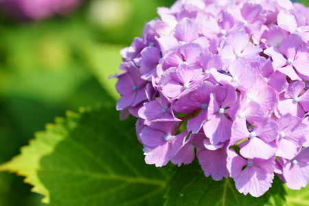 Hydrangeaの写真素材