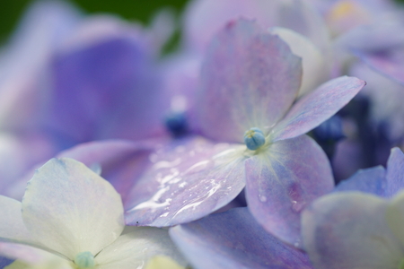 Hydrangeaの写真素材