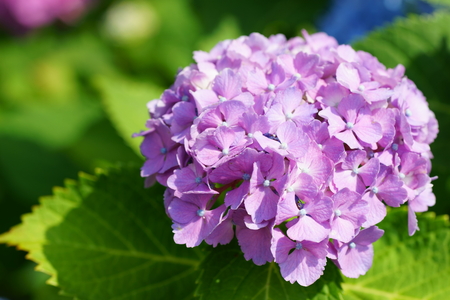 Hydrangeaの写真素材