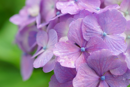 Hydrangea