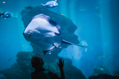Little boy touching a tank with big ray at the aquariumの写真素材