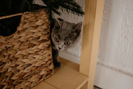 British cat hiding behing wicker box and Christmas tree.の写真素材