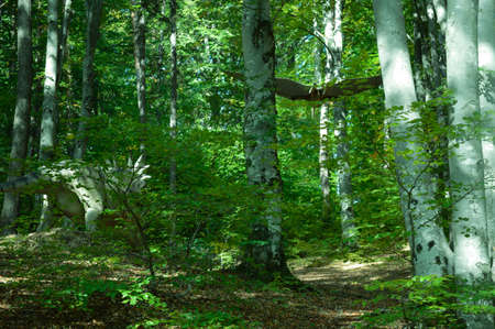 Dinosaursの写真素材