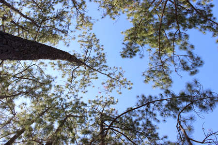 pine