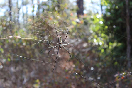 spiderの写真素材