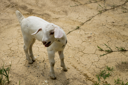 The goat stands alone among the droughty ground.の写真素材