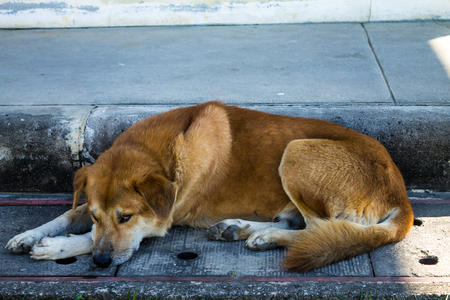 Gazing dog is resting above drain pipe.の写真素材