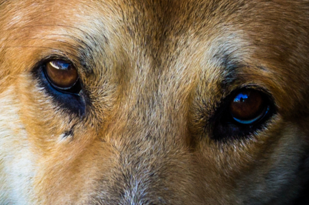 Gazing dog was pictured and close up its eyes.