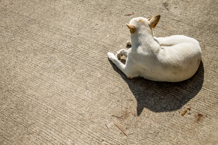 Gazing dog is resting on concrete ground.の写真素材