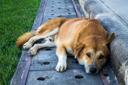 Gazing dog is resting above drain pipe.の写真素材