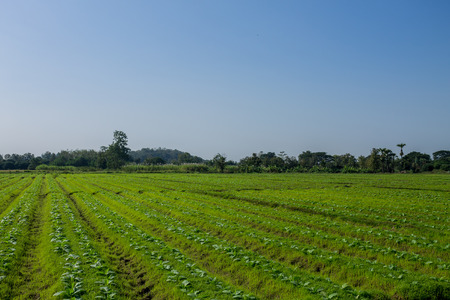 ChiangMai, Thailand. January, 19-2017: Tobacco plantation in rural area of Chiang Mai city waiting for harvest.の写真素材