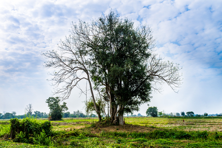 The trees are outstanding at some place in rural area.の写真素材