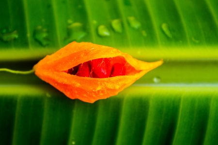 The edible plant hanging on a banana leaf surrounded by drops of dew.の写真素材