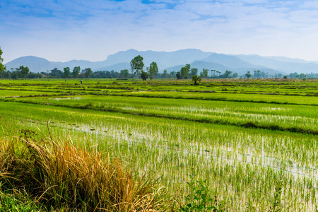 Lampoon, Thailand. February, 17-2017: The rice field in the countryside of Lampoon province was standing for harvest.の写真素材
