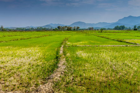 Lampoon, Thailand. February, 17-2017: The rice field in the countryside of Lampoon province was standing for harvest.の写真素材