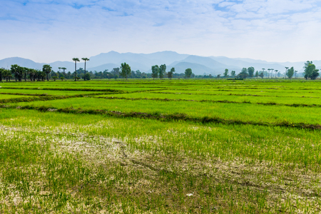 Lampoon, Thailand. February, 17-2017: The rice field in the countryside of Lampoon province was standing for harvest.の写真素材