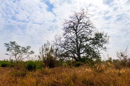 The trees are outstanding at some place in rural area.の写真素材