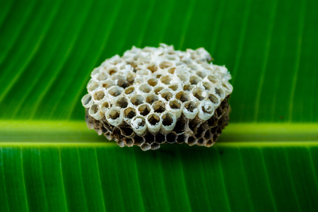 Wasp's nest hanging on banana leaf in hexagonal decorative design.の写真素材