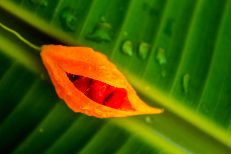 The edible plant hanging on a banana leaf surrounded by drops of dew.の写真素材