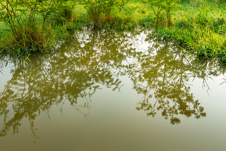 The shadow of trees reflect from the pond that surrounded by green lush.の写真素材