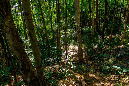 Jungle trail leads to the top of a mountain at some place in rural area.の写真素材