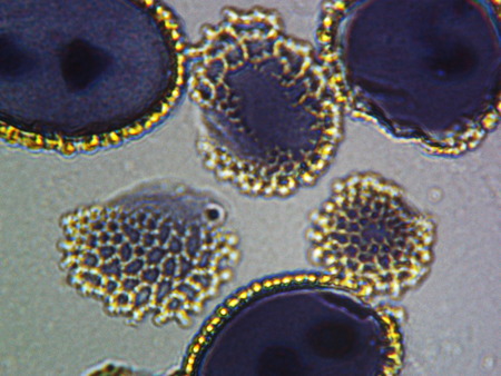 Lilium Anther under Microscope, Lily Pollenの写真素材