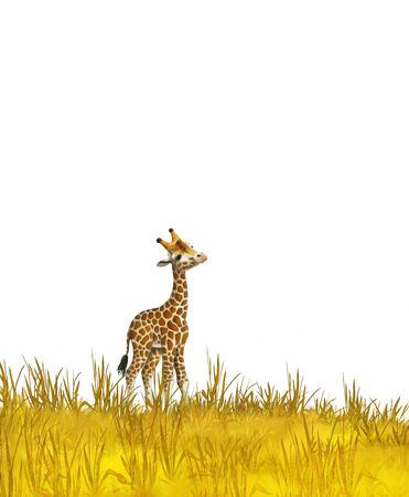 Safari - giraffes on the meadow - illustration for childrenの写真素材