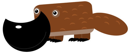 cartoon australian scene with happy and funny platypus on white background - illustration for kidsの写真素材