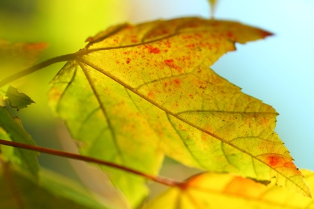 maple leafの写真素材