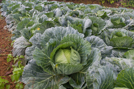 close up for cabbage in gardenの写真素材