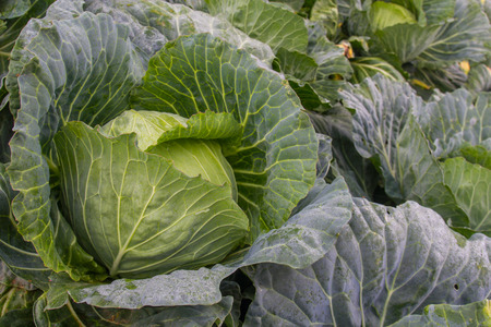 close up of a fresh cabbageの写真素材