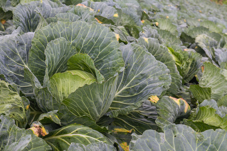 photo of green cabbage from Phutubberk moutainの写真素材