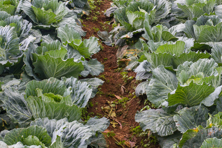 green cabbage garden at Phutubberk in Thailandの写真素材