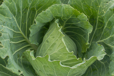 fresh green cabbage for vagetarain food and saladの写真素材
