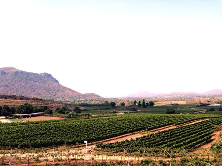 Winery landscapeの素材