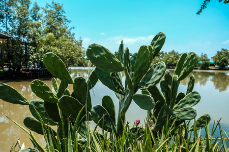 Cactus Opuntia grow beside pond with clear blue sky imageの写真素材