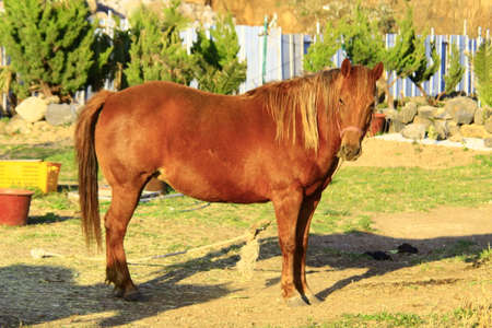 horseの写真素材