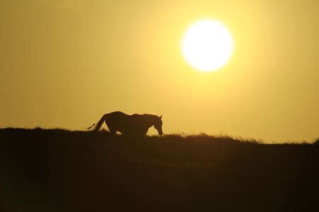 horse silhouetteの写真素材
