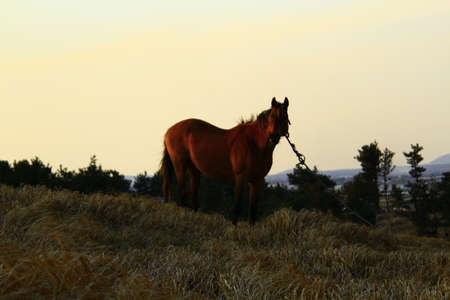 horse on the mountainの写真素材