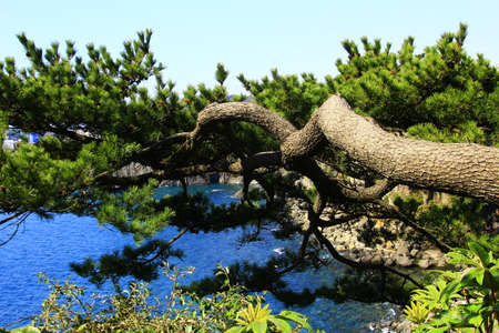 Pine treeの写真素材