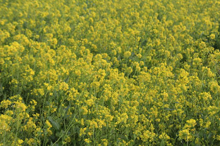 green flowers background.の写真素材